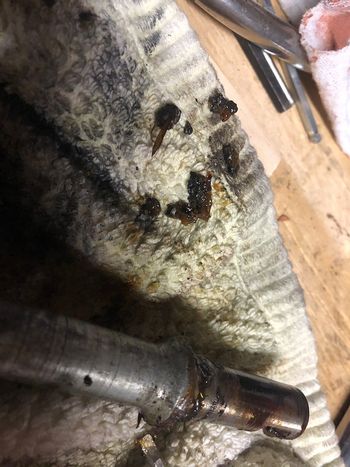 When I finally got the bottom bracket apart, I found the remains of a whole colony of approximately ball-bearing-sized insects in there.